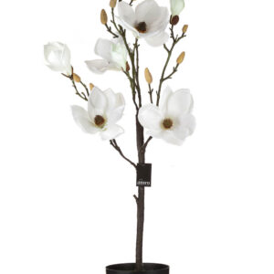 Magnolia biała w doniczce