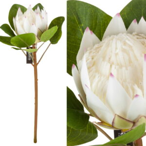 Protea biała