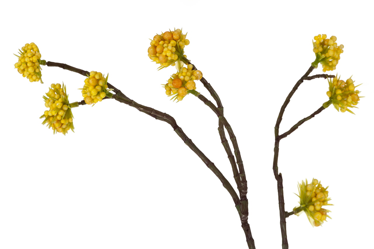 Roślina szt.-Callicarpa żółta - obrazek 3