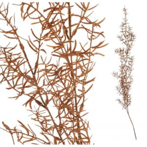 Roślina sztuczna - asparagus copper